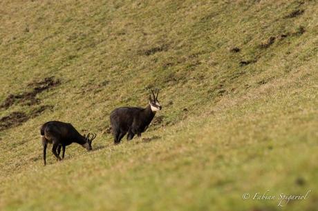 Deux chamois dans la réserve du Creux-du-Van Deux chamois dans la réserve du Creux-du-Van