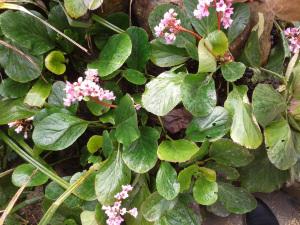 Week-end dans le Gers # 2014/1 fleurs roses (1)