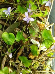 Week-end dans le Gers # 2014/1 violettes