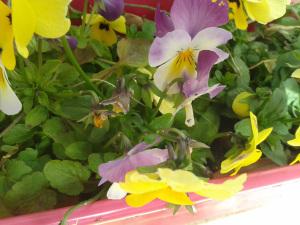 Week-end dans le Gers # 2014/1 fleurs roses (2)