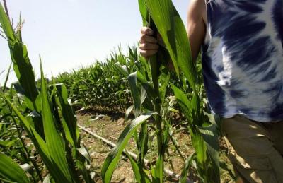 maïs,ogm,alimentation,herbicide,environnement,europe