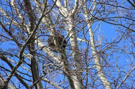 Tumeur du peuplier ? a romi 16 fev 2014 057.jpg
