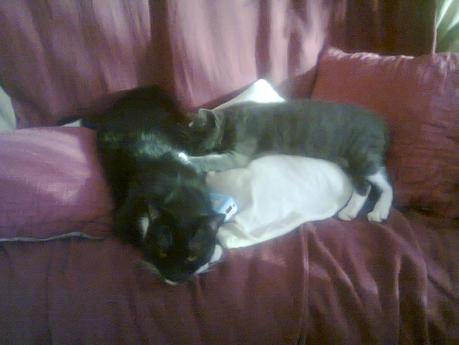 Les chats de la maison Photo2263