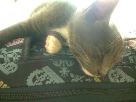 Les chats de la maison Photo2257