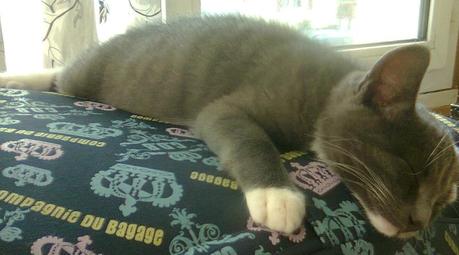 Les chats de la maison Photo2251