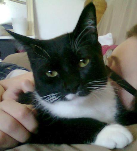 Les chats de la maison Photo2018