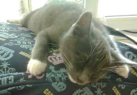 Les chats de la maison Photo2253