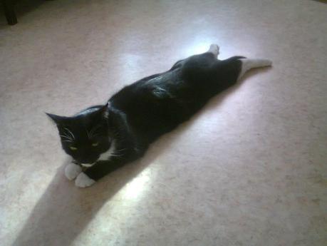 Les chats de la maison Photo2249