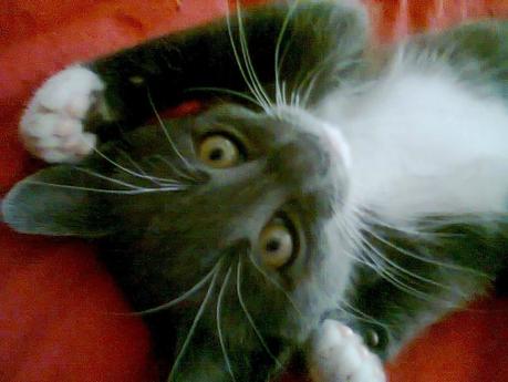 Les chats de la maison Photo2043