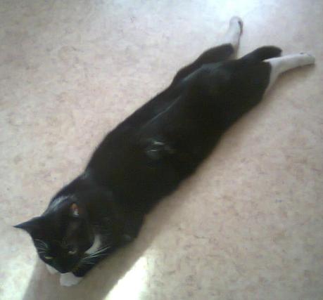 Les chats de la maison Photo2250