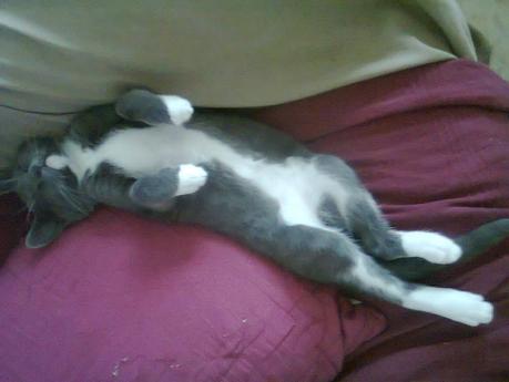 Les chats de la maison Photo2329