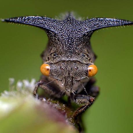 mogwaii-insectes-chenilles-papillons (31)