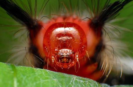 mogwaii-insectes-chenilles-papillons (33)