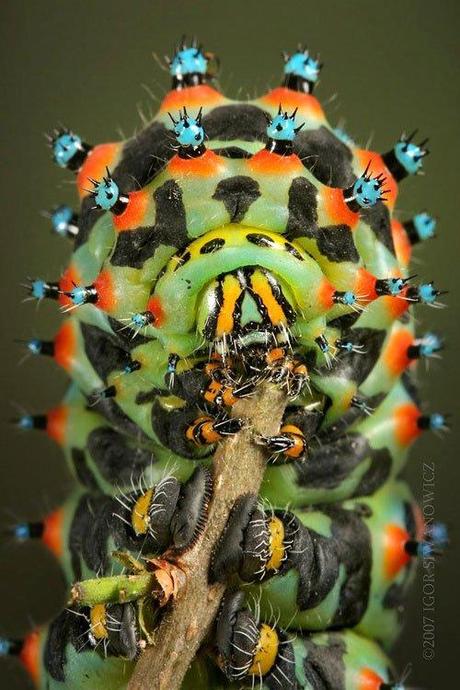 mogwaii-insectes-chenilles-papillons (21)