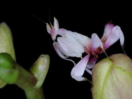 mogwaii-insectes-chenilles-papillons (48)