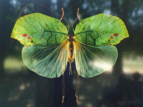 mogwaii-insectes-chenilles-papillons (1)