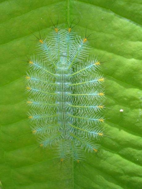 mogwaii-insectes-chenilles-papillons (15)