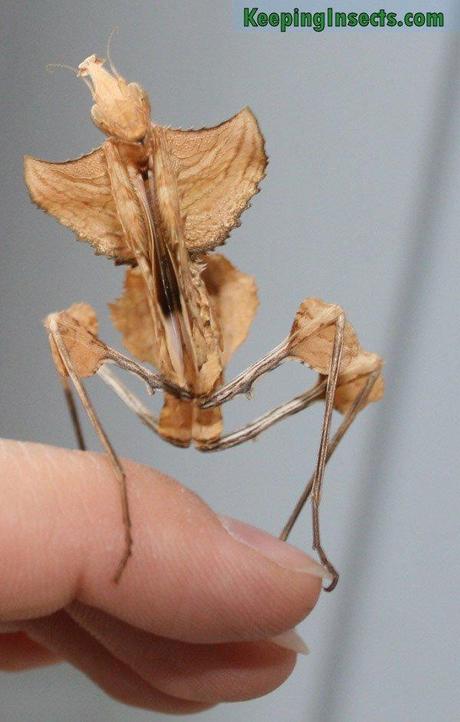 mogwaii-insectes-chenilles-papillons (28)