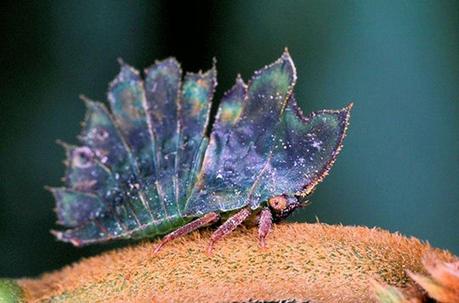 mogwaii-insectes-chenilles-papillons (25)