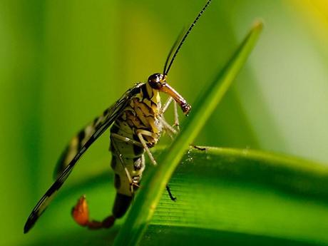 mogwaii-insectes-chenilles-papillons (49)