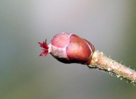 9 corylus purpurea f rec romi 17 fev 2014 018.jpg