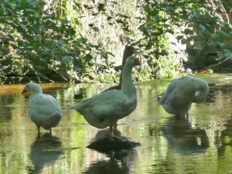 Une découverte de Pont-Aven: le Bois d’Amour Image