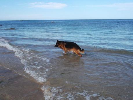 chiens autorisés sur les plages (6) DSCF3411