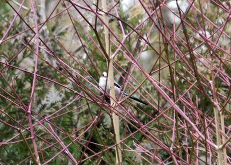 Le jardin des anges 4 romi 23 fev 2014 023.jpg