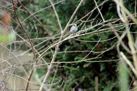 Le jardin des anges 5 romi 23 fev 2014 020.jpg