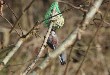 Le jardin des anges romi 23 fev 2014 030.jpg