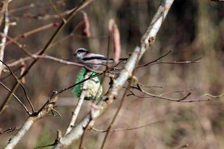 Le jardin des anges romi 23 fev 2014 034.jpg