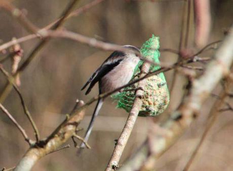Le jardin des anges romi 23 fev 2014 032.jpg
