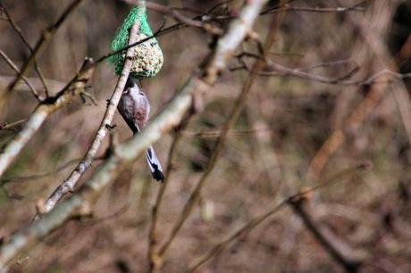 Le jardin des anges romi 23 fev 2014 029.jpg