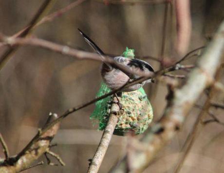 Le jardin des anges romi 23 fev 2014 033.jpg
