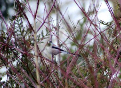 Le jardin des anges 6 romi 23 fev 2014 018.jpg