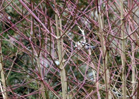 Le jardin des anges 3 romi 23 fev 2014 022.jpg