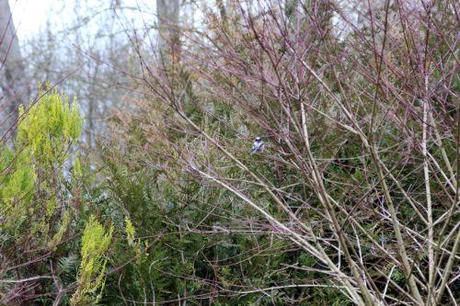 Le jardin des anges 2 romi 23 fev 2014 024.jpg