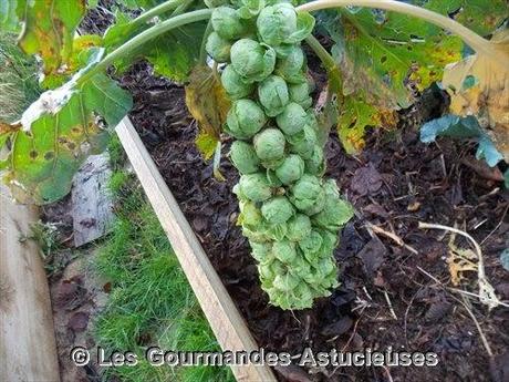 Choux de Bruxelles du jardin