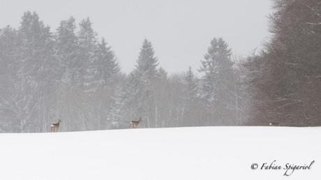 Chevreuils dans un panorama enneigé… Chevreuils dans un panorama enneigé…