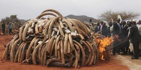 Cinq tonnes d'ivoire brûlées au Kenya en 2011