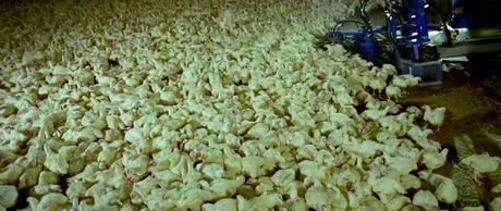 Samsara : la réalité de la production alimentaire Samsara : la réalité de la production alimentaire