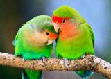 Peach-faced lovebird couple Royalty Free Stock Photography