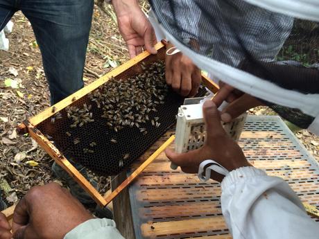 collecte de Faux bourdon dans les ruches à mâle