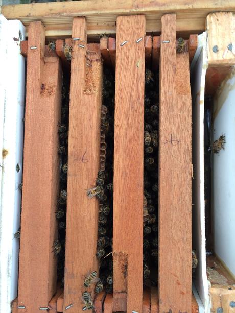 Controle des nucléis (abeilles, réserves, etc)