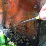 Afin de réaliser une étude morphométrique des abeilles ont été prélevées sur une centaine de colonies