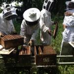 Formation au contrôle sanitaire des ruches
