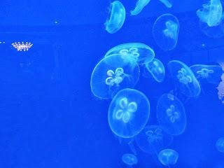 Méduses au Musée Océanographique de Monaco Méduses au Musée Océanographique de Monaco