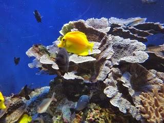 Musée Océanographique de Monaco Musée Océanographique de Monaco