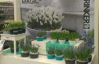 Bulbes-muscaris Bulbes-muscaris