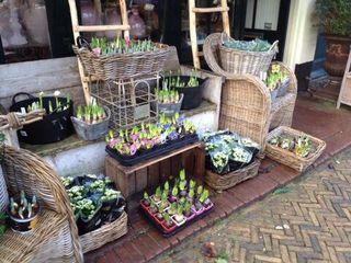 Bulbes_vitrine Bulbes_vitrine